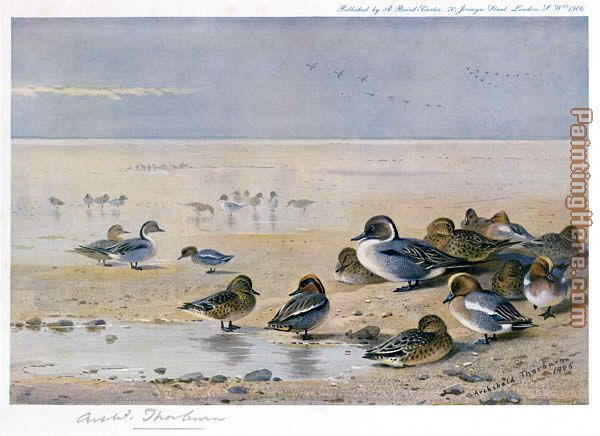 Pintail Wigeon and Teal